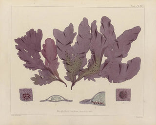 Walter Hood Fitch - Cryptogamic botany of the Antarctic voyage of HM Discovery ships Erebus and Terror in the years 1839 Pl49.webp