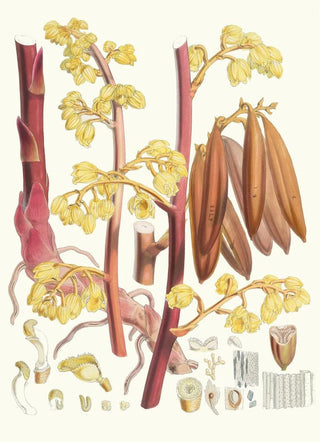 Walter Hood Fitch - Cyrtosia Lindleyana Hf and T.webp