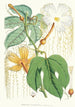 Hodgsonia Heteroclita Hook fil et Thoms Pflanze weiblich - Walter Hood Fitch — Ansicht des Kunstwerks