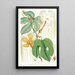 Hodgsonia Heteroclita Hook fil et Thoms Pflanze weiblich - Walter Hood Fitch — gerahmtes Bild an der Wand