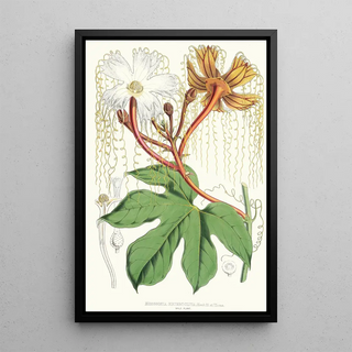 Walter Hood Fitch - Hodgsonia Heteroclita Hook fil et Thoms Male plant.webp