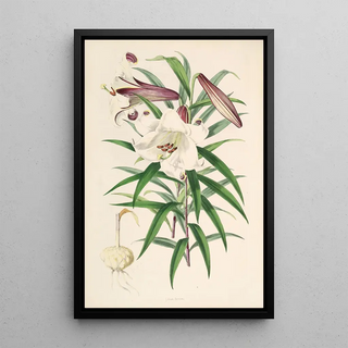 Walter Hood Fitch - Lilium Browni.webp