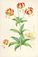 Lilium Californicum - Walter Hood Fitch — Ansicht des Kunstwerks