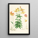 Lilium Canadense - Walter Hood Fitch — quadro incorniciato alla parete