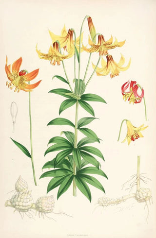 Walter Hood Fitch - Lilium Canadense.webp