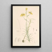 Lilium Davidi - Walter Hood Fitch — gerahmtes Bild an der Wand