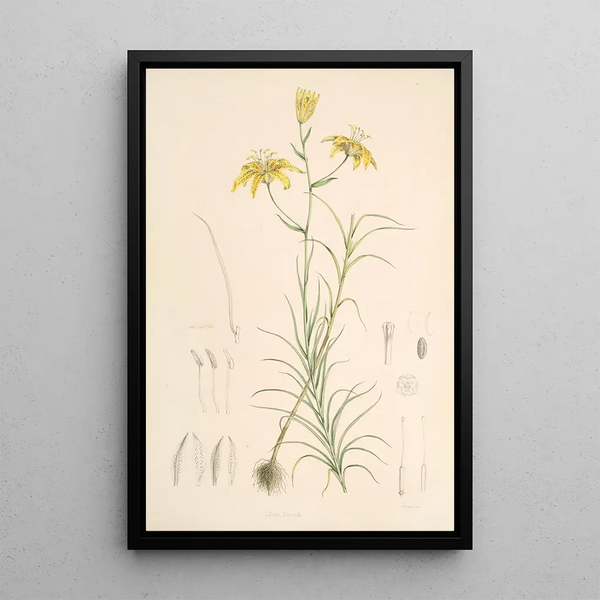 Walter Hood Fitch - Lilium Davidi.webp