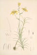Lilium Davidi - Walter Hood Fitch — Ansicht des Kunstwerks