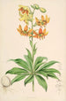 Lilium Hansoni - Walter Hood Fitch — artwork view
