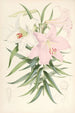 Lilium Japonicum - Walter Hood Fitch — artwork view