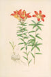 Lilium Philadelphicum - Walter Hood Fitch — artwork view