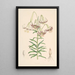 Lilium Polyphyllum - Walter Hood Fitch — framed artwork on a wall