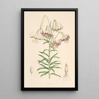 Walter Hood Fitch - Lilium Polyphyllum.webp