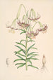 Lilium Polyphyllum - Walter Hood Fitch — artwork view