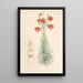 Lilium Pomponium - Walter Hood Fitch — framed artwork on a wall