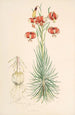 Lilium Pomponium - Walter Hood Fitch — artwork view
