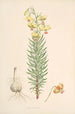 Lilium Pyrenaicum - Walter Hood Fitch — artwork view