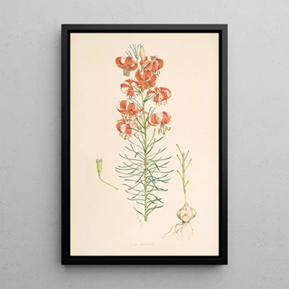 Walter Hood Fitch - Lilium Tenuifolium.webp