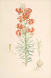 Lilium Tenuifolium - Walter Hood Fitch — artwork view