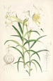 Lilium Wallichianum - Walter Hood Fitch — artwork view