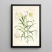 Lilium Wallichianum - Walter Hood Fitch — framed artwork on a wall