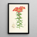 Lilium bulbiferum - Walter Hood Fitch — framed artwork on a wall