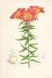 Lilium bulbiferum - Walter Hood Fitch — artwork view