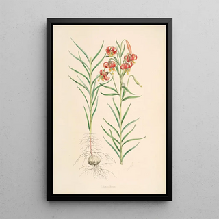 Walter Hood Fitch - Lilium callosum.webp