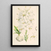Lilium candidum - Walter Hood Fitch — framed artwork on a wall