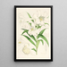 Lilium lingiflorium - Walter Hood Fitch — framed artwork on a wall