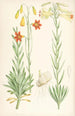 Lilium maritimum - Walter Hood Fitch — artwork view