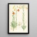 Lilium maritimum - Walter Hood Fitch — framed artwork on a wall
