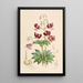 Lilium martagon var dalmaticum - Walter Hood Fitch — framed artwork on a wall