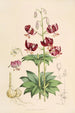 Lilium martagon var dalmaticum - Walter Hood Fitch — artwork view