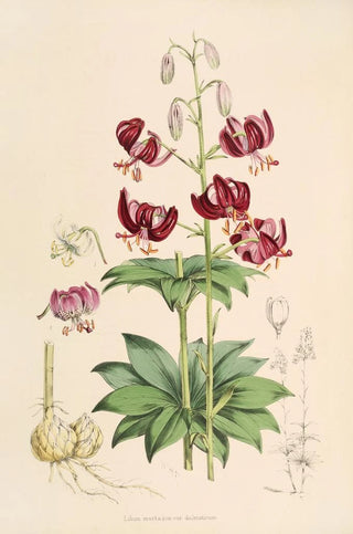Walter Hood Fitch - Lilium martagon var dalmaticum.webp