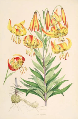Walter Hood Fitch - Lilium superbum.webp
