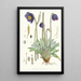 Meconopsis Simplicifolia H f et T - Walter Hood Fitch — framed artwork on a wall