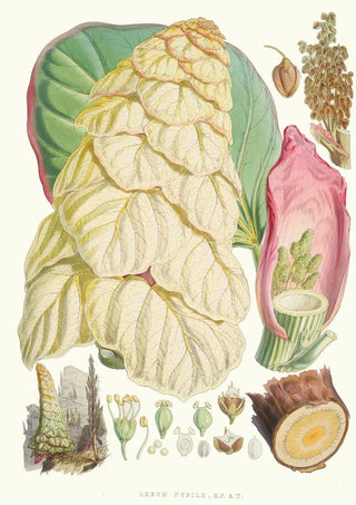 Walter Hood Fitch - Rheum Nobile Hfand T.webp