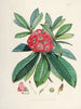 Les Rhododendrons du Sikkim Himalaya Pl03 - Walter Hood Fitch — Ansicht des Kunstwerks