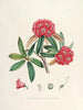 Les Rhododendrons du Sikkim Himalaya Pl04 - Walter Hood Fitch — Ansicht des Kunstwerks