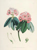 Les Rhododendrons du Sikkim Himalaya Pl05 - Walter Hood Fitch — vista dell’opera