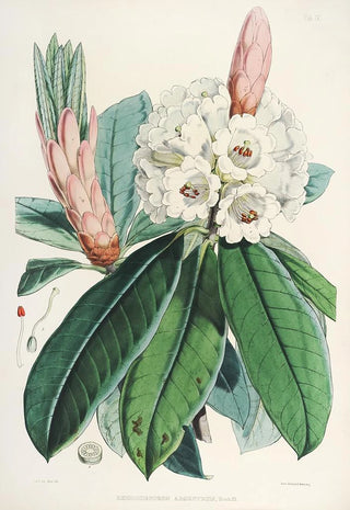 Walter Hood Fitch - The Rhododendrons of SikkimHimalaya Pl09.webp