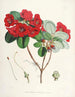 Les Rhododendrons du Sikkim Himalaya Pl12 - Walter Hood Fitch — vista dell’opera