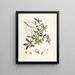 Les Rhododendrons du Sikkim Himalaya Pl13 - Walter Hood Fitch — gerahmtes Bild an der Wand