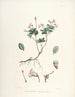 Les Rhododendrons du Sikkim-Himalaya Pl14 - Walter Hood Fitch — vista dell’opera