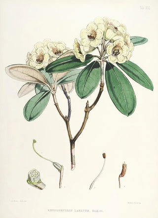 Walter Hood Fitch - The Rhododendrons of SikkimHimalaya Pl16.webp