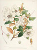 Les Rhododendrons du Sikkim-Himalaya Pl21 - Walter Hood Fitch — Ansicht des Kunstwerks