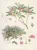 Les Rhododendrons du Sikkim-Himalaya Pl26 - Walter Hood Fitch — vista dell’opera