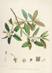 the Himalayan Rhododendrons of Sikkim Pl28 - Walter Hood Fitch — artwork view