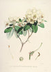 the Himalayan Rhododendrons of Sikkim Pl30 - Walter Hood Fitch — artwork view
